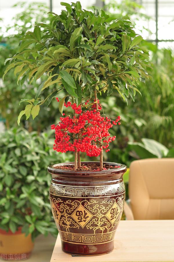 50種冬季裡開放的花卉，這些花最合適在冬季裡養