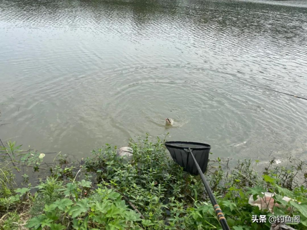 誘魚最快的辦法並非打窩，用&OpenCurlyDoubleQuote;抽窩子&rdquo;會更好，但很多人方法錯了