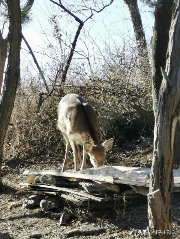 休假~蓮花山鹿篇 休假~蓮花山鹿篇