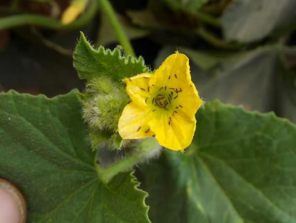 寧夏農科院在全區率先開展昆蟲嗅覺分子生物學領域研究