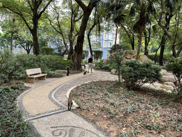 喂貓的老人 喂貓的老人