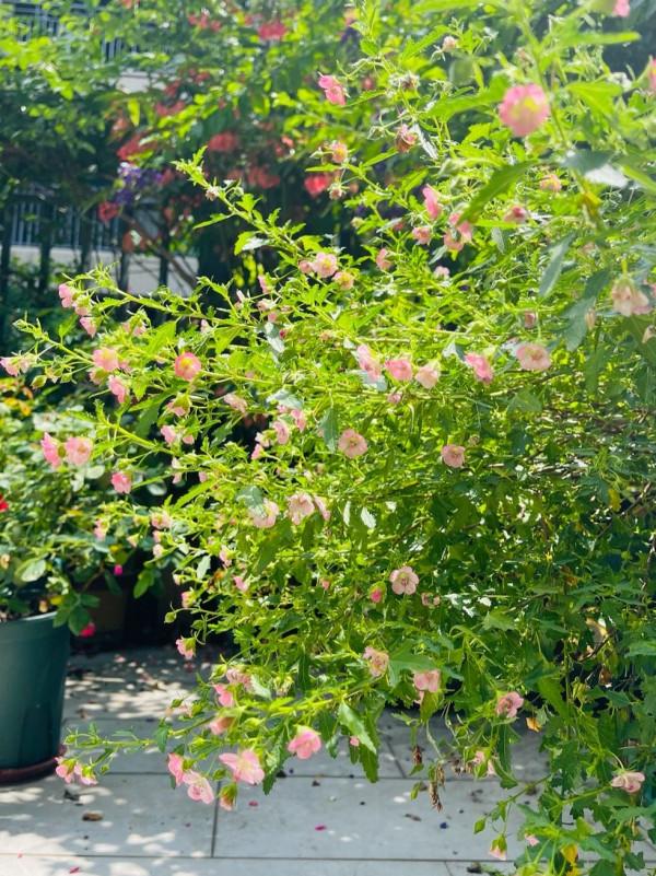 養好小木槿，做到3點，花期更長了，側枝多花量大美美噠