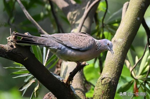 靠一隻腳生活著的珠頸斑鳩 靠一隻腳生活著的珠頸斑鳩