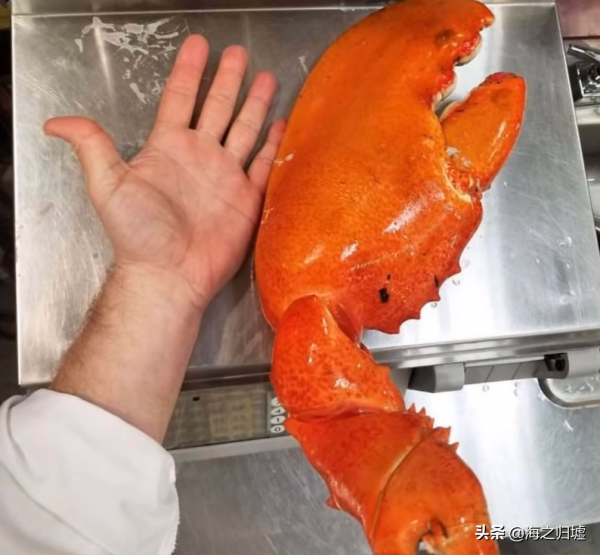 28張關於動物的對比照片,看完又漲知識了 28張關於動物的對比照片,看完又漲知識了