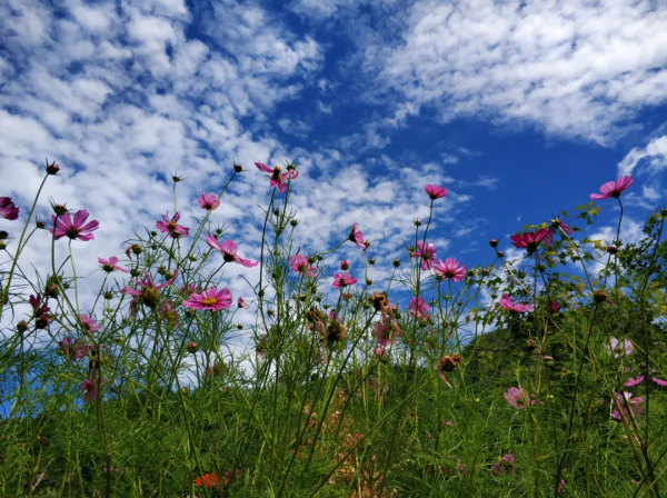 北京喇叭溝原始森林景區將於11月8號閉園 來年4月我們相約杜鵑花海 北京喇叭溝原始森林景區將於11月8號閉園 來年4月我們相約杜鵑花海