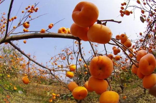 2021“冬遊廣西”正式啟動！