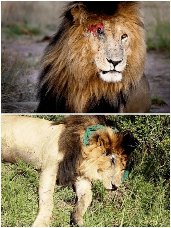 獅王刀疤：獅群稱王達9年，同時控制5個獅群，一生為王，終得善終