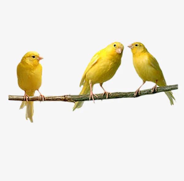 分享圖片&mdash;&mdash;美麗的金絲雀集錦