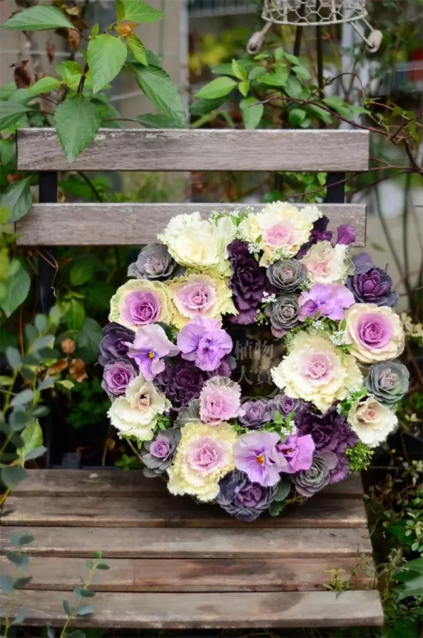 看年輕人如何玩轉小眾植物