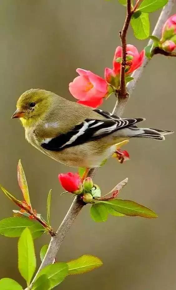 分享&mdash;&mdash;天生麗質的鳥兒