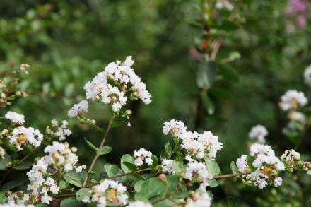 西湖邊遇見夏紫薇 西湖邊遇見夏紫薇