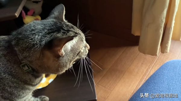 如果一隻貓跑到您家門口，主動和您求助，你會選擇置之不理嗎？