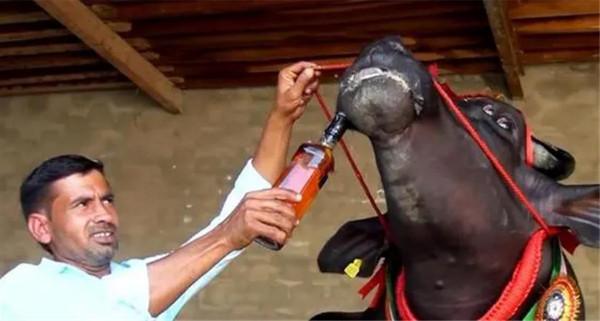 身價2000萬的“印度神牛”,配一次種5萬元,每天都要喝威士忌 身價2000萬的“印度神牛”,配一次種5萬元,每天都要喝威士忌