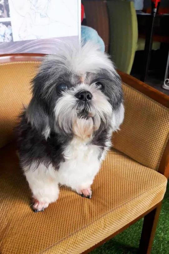 流浪狗被嫌棄是“爛樹根”，被醫生救下治好後：真是個小天使呀