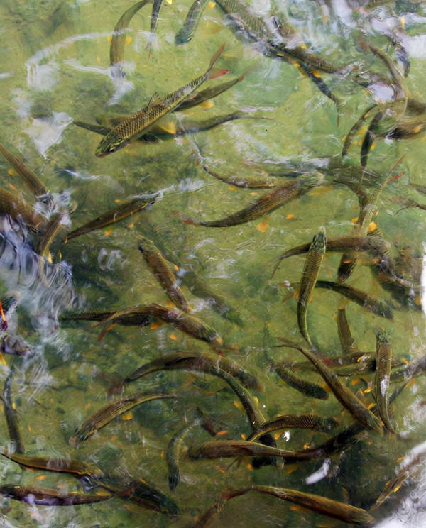 七小孔瀑布與瀑布之間生存的小魚兒