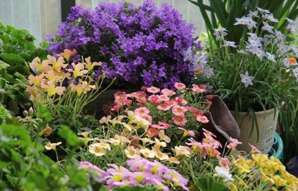 養花有“四肥一水”，指的是哪些？如何使用？