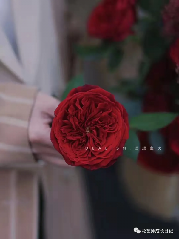 100朵玫瑰vol.34 | 大衛奧斯汀苔絲玫瑰，紅色系貴族色彩