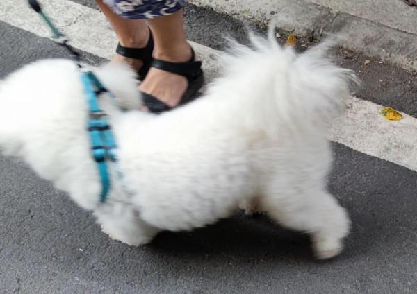 家庭餵養寵物犬的利與弊