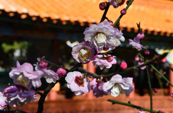 華寧：遊園賞梅正當時