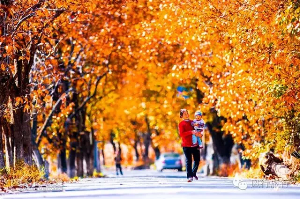 南國的樹葉，北國的白雪，這麼美的季節，怎忍心辜負？出發吧