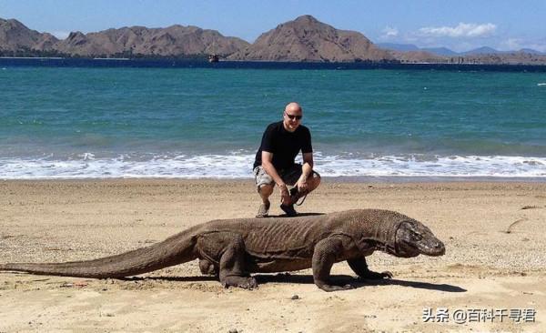 現存最大的蜥蜴,被“神話”的科莫多巨蜥,其真正實力到底如何? 現存最大的蜥蜴,被“神話”的科莫多巨蜥,其真正實力到底如何?