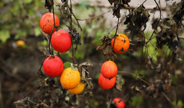 吊瓜子:常被人認為有毒,種子卻30元一斤,早已有人靠種它致富 吊瓜子:常被人認為有毒,種子卻30元一斤,早已有人靠種它致富