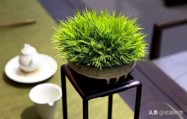 細說菖蒲品種 細說菖蒲品種