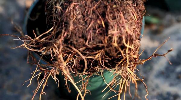 花盆裡加點“小廢物”，養花十年不換盆，根系舒服，開花更壯