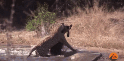 這隻花豹是啃老反面教材！正能量教育意義