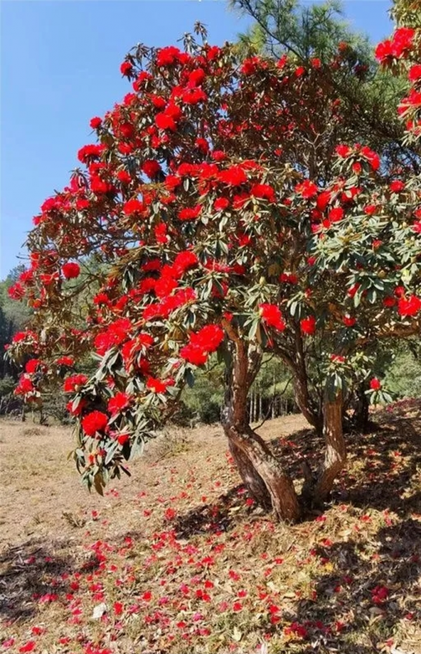 深山瑰寶！藏在雲南哀牢山中的古樹名木