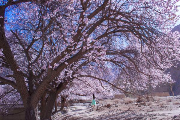 多少人的夢想!湖南姑娘用5年,在新疆禾木打造了個絕美花園 多少人的夢想!湖南姑娘用5年,在新疆禾木打造了個絕美花園