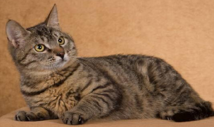 中華田園貓種類大全,你知道幾個呢? 中華田園貓種類大全,你知道幾個呢?