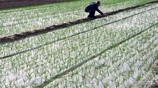 大蒜蒜瓣大小差異很大,播種前這樣處理,才能使大蒜出苗整齊 大蒜蒜瓣大小差異很大,播種前這樣處理,才能使大蒜出苗整齊