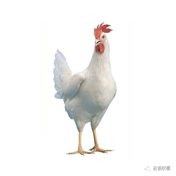雞的品種與分類&mdash;&mdash;居然有這麼多品種？