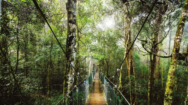 「澳洲·文化」白晝也能去看的星辰：黃金海岸藍光螢火蟲