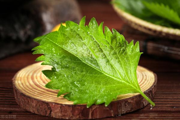 30元1斤，房前屋後撒把種子都能長很好，這種葉子會成為新商機嗎