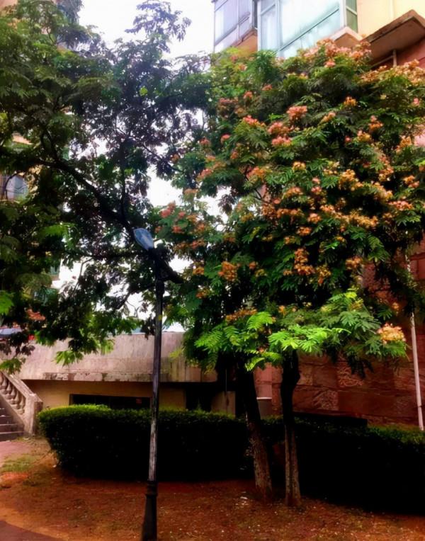 這“3種樹”能開花，香味持久且濃郁，回家養一盆，生活更舒適