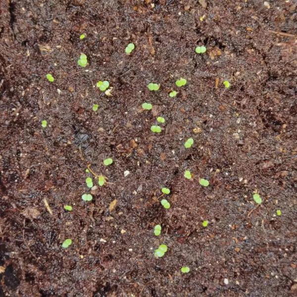 播種——第六天 播種——第六天