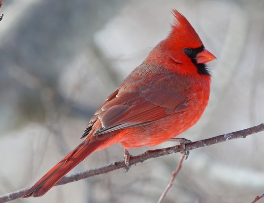 自然界的紅色精靈！一種是遊戲角色原型，一個是高雅“貴婦”