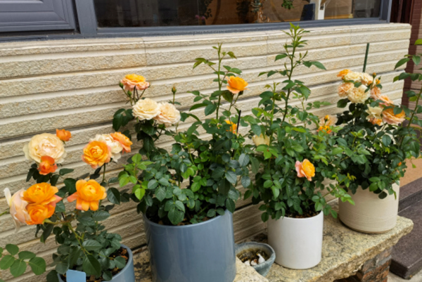 春天養月季，記住這3點，芽點飽滿無盲芽，一次就能開爆盆