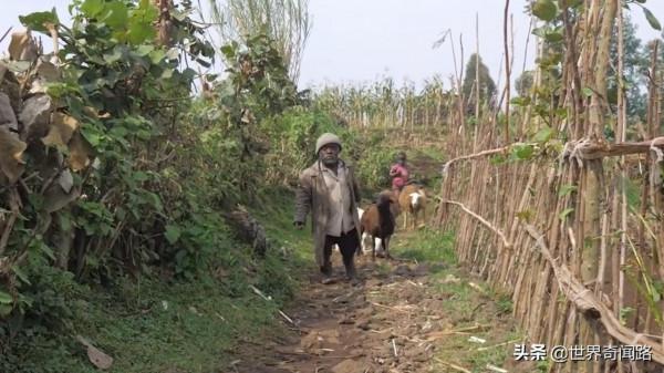 56歲非洲大叔迎娶漂亮公主,被稱為現實版的矮人和公主,非洲故事 56歲非洲大叔迎娶漂亮公主,被稱為現實版的矮人和公主,非洲故事