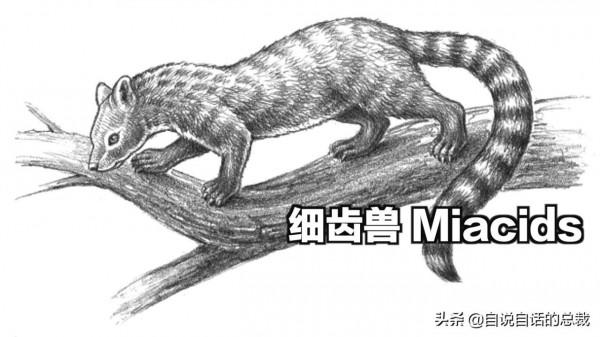 液體貓咪之謎：為什麼說貓都是液體？這竟然是被證明過的科學結論