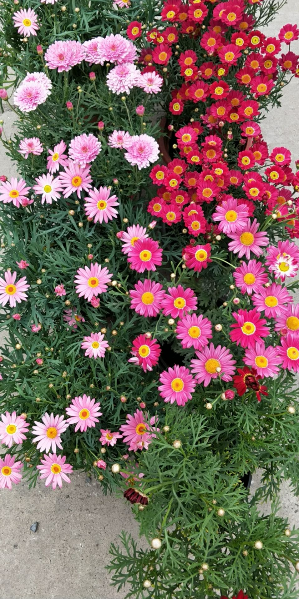 初春去花市，4種花再便宜也不要買，買回家養不了多久就死