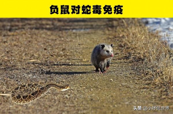 動物冷知識:足以讓人類羨慕的7種動物的特殊能力 動物冷知識:足以讓人類羨慕的7種動物的特殊能力