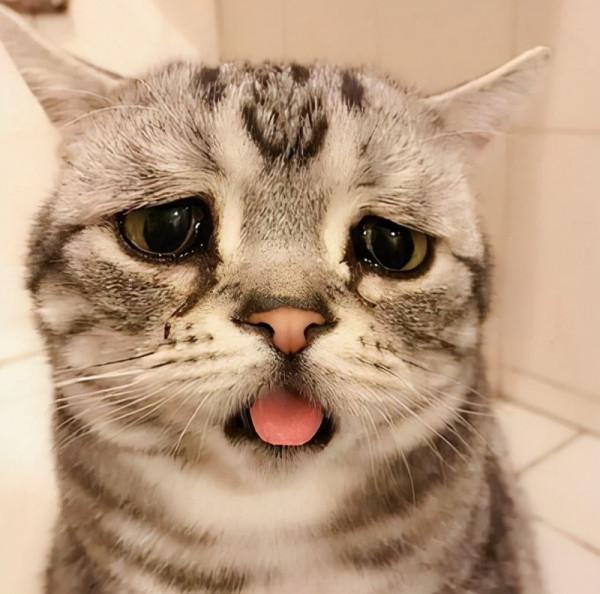 奇葩印度系列：“飛行棺材”與“總統殺手”