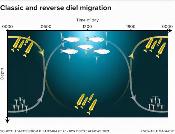 海洋生物為何在晝夜間大規模垂直遷徙? 海洋生物為何在晝夜間大規模垂直遷徙?