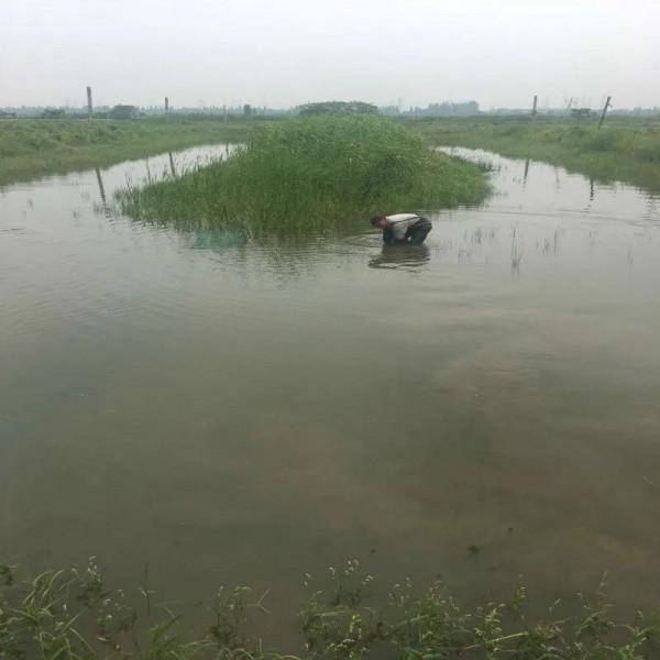 大叔深山養殖:八萬只團魚,兩三年過後,讓他大賺了三千六百萬元 大叔深山養殖:八萬只團魚,兩三年過後,讓他大賺了三千六百萬元