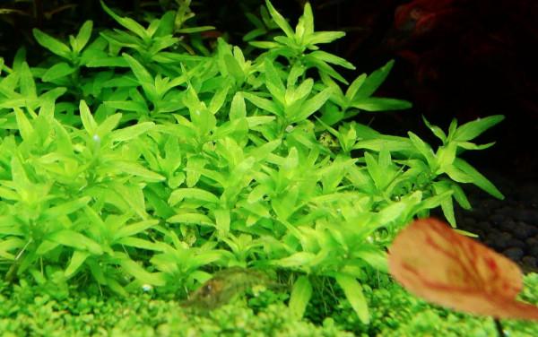 怎樣才能養出一缸讓人垂涎的水草