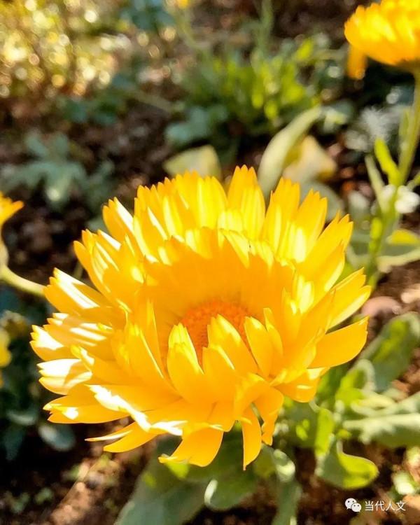 七絕：昨日黃花