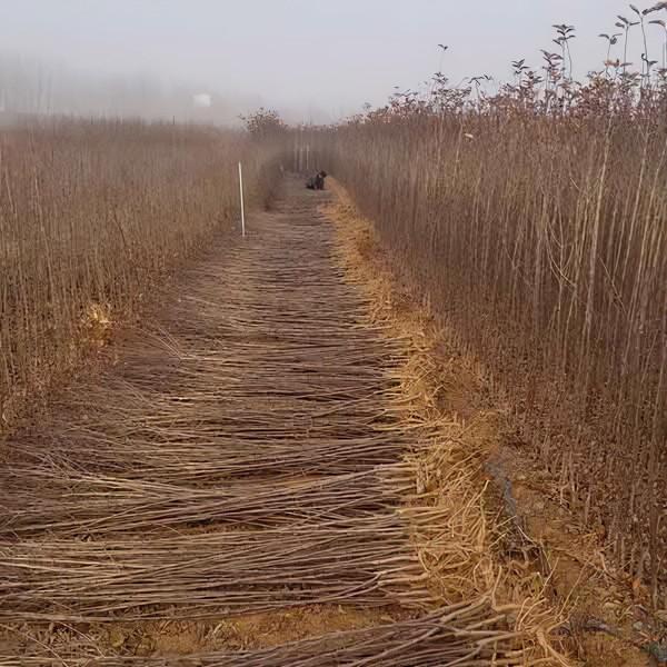 愛妃蘋果樹苗種植時間，矮化愛妃蘋果樹苗基地批發價格多少錢